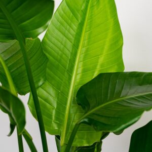strelicja-biala-strelitzia-nikolai