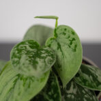 scindapsus-pictus-silvery-ann