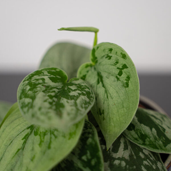 scindapsus-pictus-silvery-ann scindapsus-pictus-silvery-ann