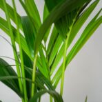 howea-forsteriana-kencja