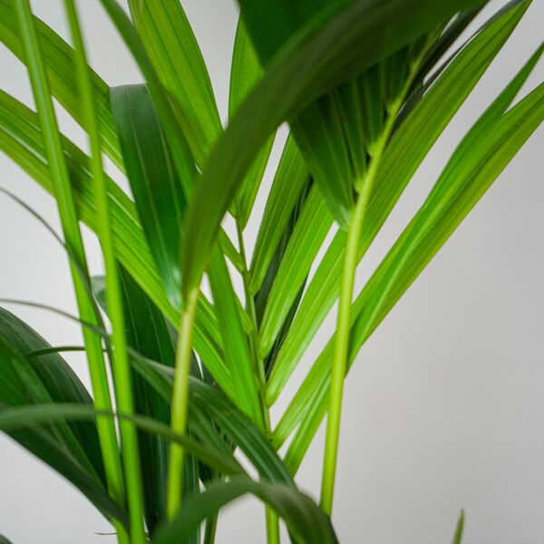 howea-forsteriana-kencja howea-forsteriana-kencja