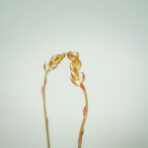 storczyk-ludisia-discolor-jewel-orchid