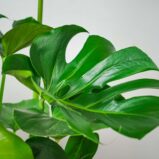 monstera-deliciosa