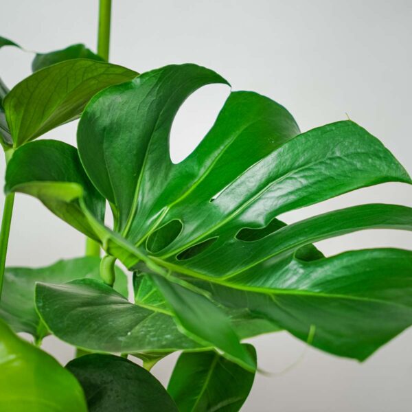 monstera-deliciosa monstera-deliciosa