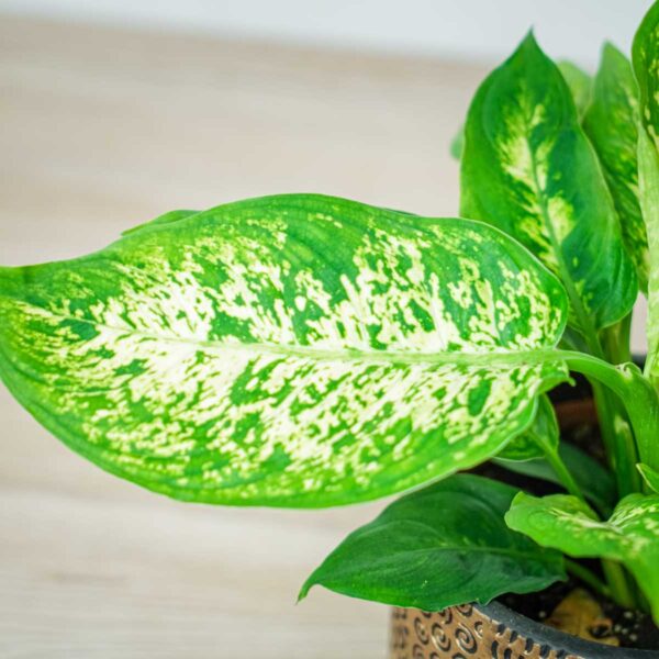 diffenbachia-compacta diffenbachia-compacta