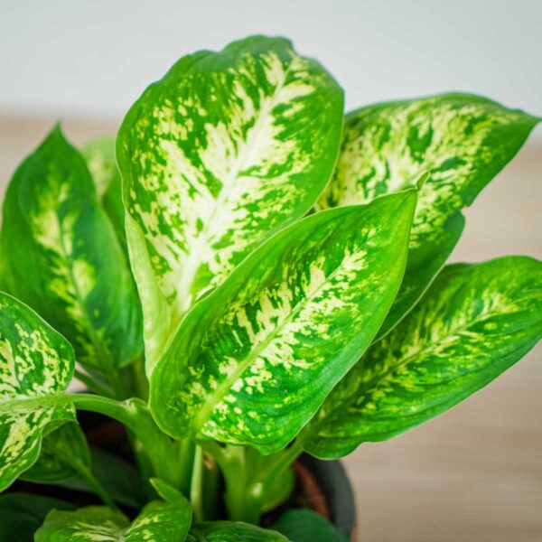 diffenbachia-compacta diffenbachia-compacta