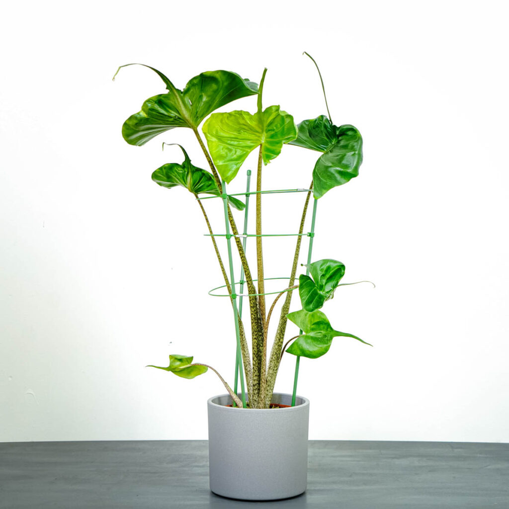 alokazja-macrorrhiza-stingray-alocasia