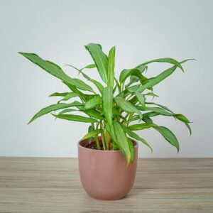 aglaonema-white-lance
