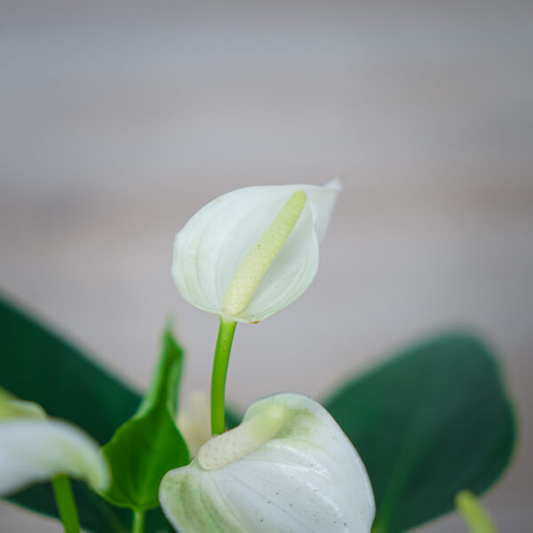 anthurium-white (2) anthurium-white