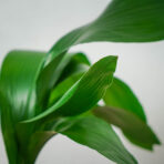 aspidistra-wyniosla-elatior