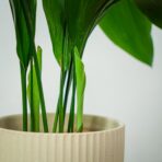 aspidistra-wyniosla-elatior