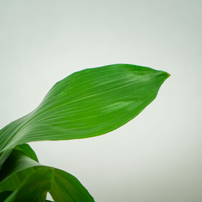 aspidistra-wyniosla-elatior (4) aspidistra-wyniosla-elatior