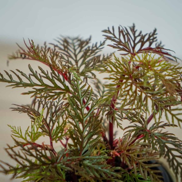 begonia-bipinnatifida (2) begonia-bipinnatifida