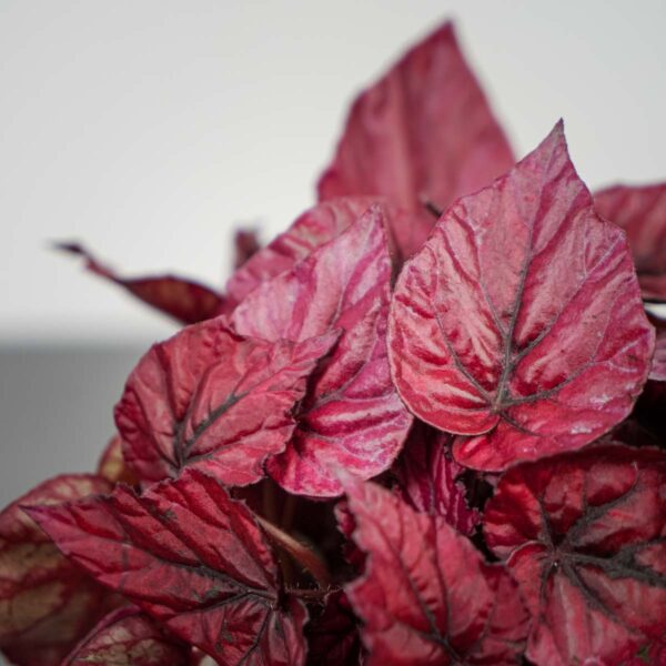 begonia-rex-beleaf-inca-flame (2) begonia-rex-beleaf-inca-flame