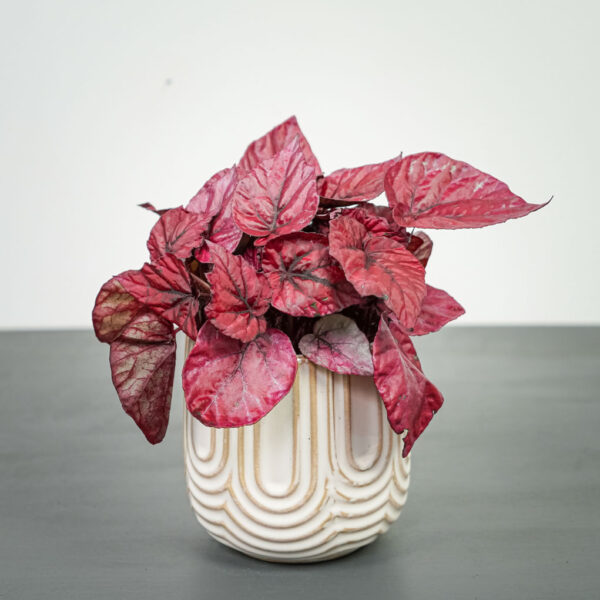 begonia-rex-beleaf-inca-flame