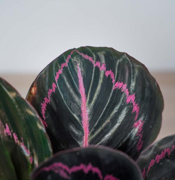 calathea-roseopicta-dottie (2) calathea-roseopicta-dottie