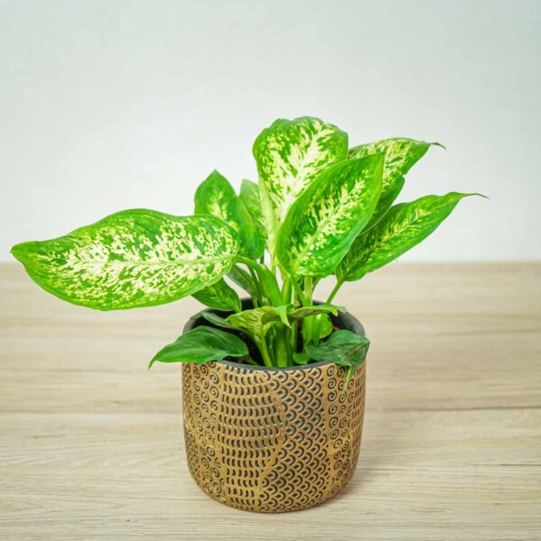 diffenbachia-compacta diffenbachia-compacta