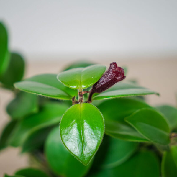 eszynantus-mona-lisa-aeschynanthus (2) eszynantus-mona-lisa-aeschynanthus