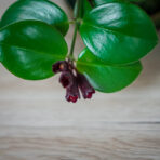 eszynantus-mona-lisa-aeschynanthus