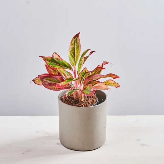 MS1k10_0143_MS10 145 Aglaonema crete