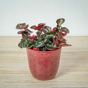 peperomia-metallica