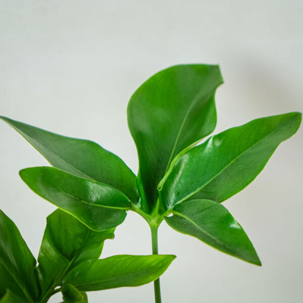 philodendron-fun-bun (2) philodendron-fun-bun