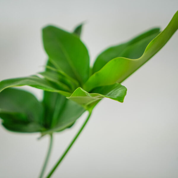 philodendron-fun-bun (3) philodendron-fun-bun