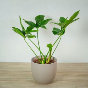 philodendron-fun-bun