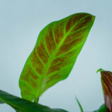 philodendron-subhastatum