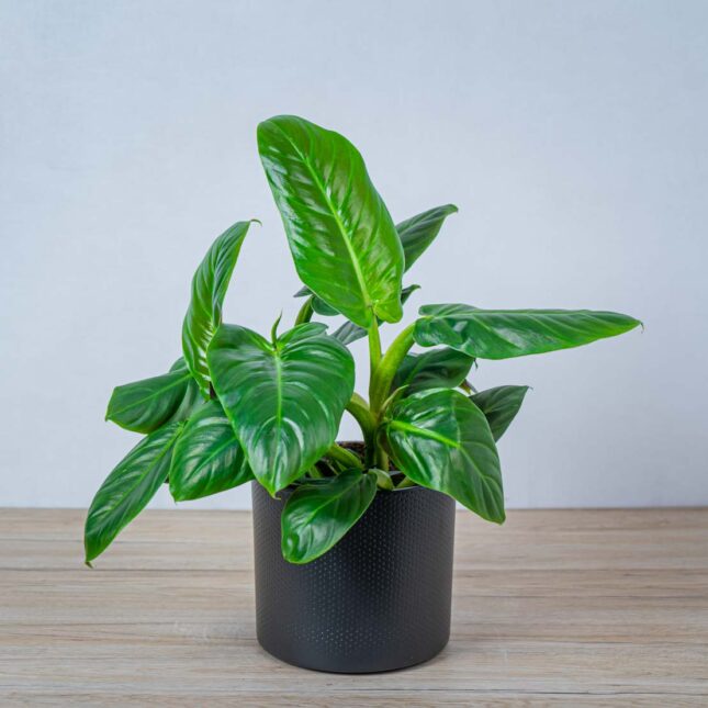 philodendron-subhastatum philodendron-subhastatum