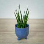 sansevieria-fernwood