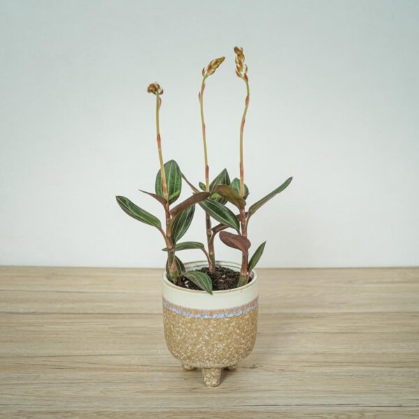 storczyk-ludisia-discolor-jewel-orchid storczyk-ludisia-discolor-jewel-orchid