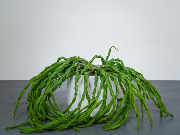 rhipsalis-paradoxa rhipsalis-paradoxa