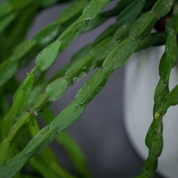 rhipsalis-paradoxa rhipsalis-paradoxa
