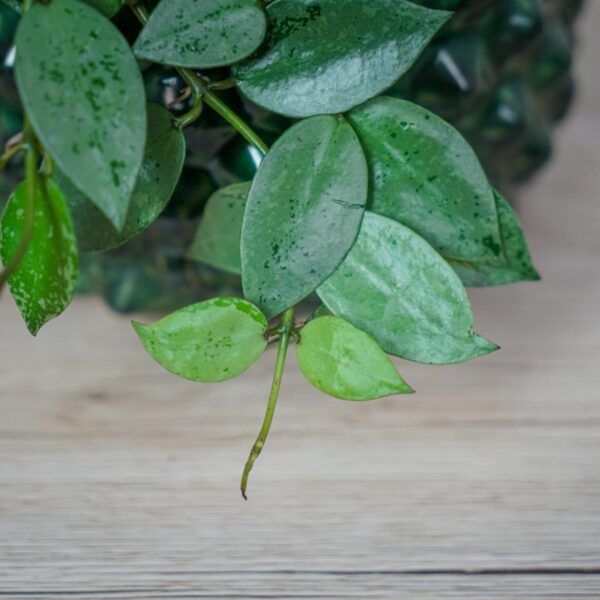 hoya-krohniana-eskimo hoya-krohniana-eskimo