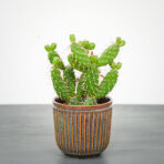 opuncja-quitensis-opuntia