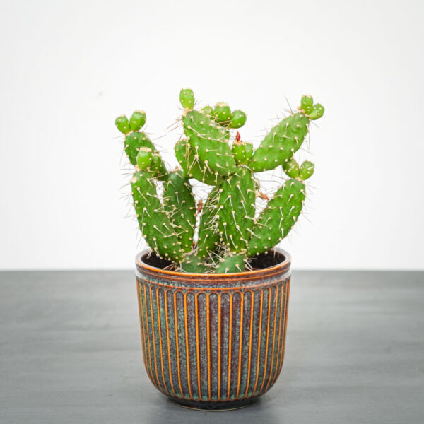 opuncja-quitensis-opuntia opuncja-quitensis-opuntia