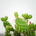 opuncja-quitensis-opuntia