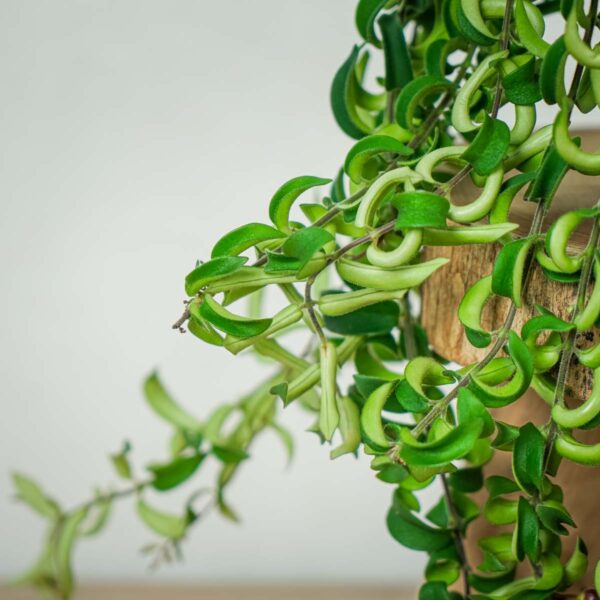 eszynantus-twister-aeschynanthus eszynantus-twister-aeschynanthus