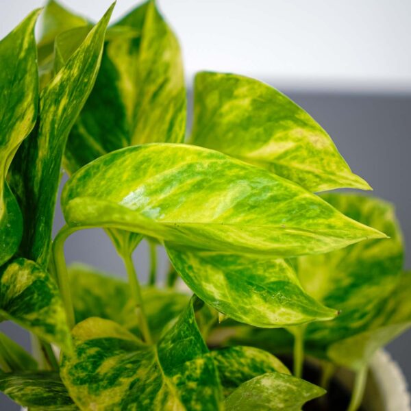 epipremnum-hicolor-golden-queen epipremnum-hicolor-golden-queen