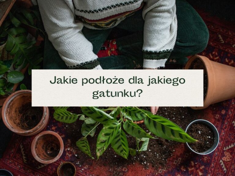 Doniczki z ziemią i osoba przesadzająca rośliny.