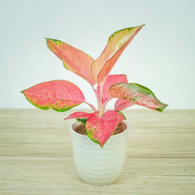 aglaonema-pink-star