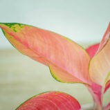 Aglaonema pink star - kwiat doniczkowy o różowych liściach
