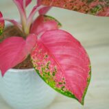 aglaonema-pink-star