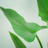 philodendron-hastatum-silver-queen
