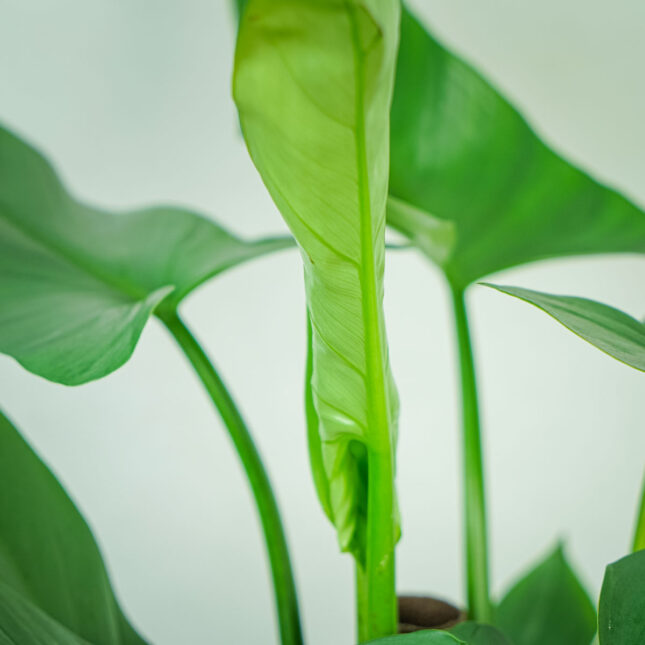 philodendron-hastatum-silver-queen philodendron-hastatum-silver-queen