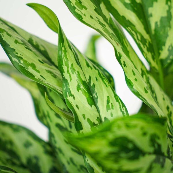 aglaonema-miss-juliette (2) aglaonema-miss-juliette