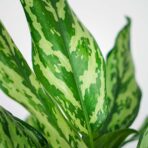 aglaonema-miss-juliette