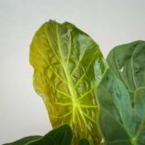 alokazja-wentii-alocasia