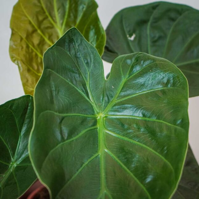 alokazja-wentii-alocasia alokazja-wentii-alocasia